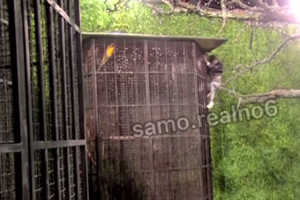 TEODORA BEŽI IZ ELITE: Obezbeđenje hitno reagovalo, Bukiliću se SLOŠILO OD MUKE! (VIDEO)