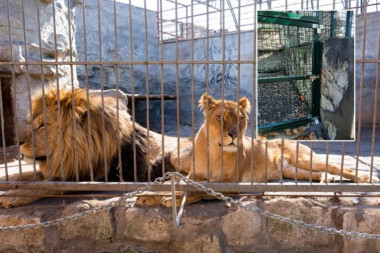 NEĆE ONI NIĐE! Bravica na kavezu sa lavovima u Zoološkom vrtu digla Borane na noge - OGLASIO SE I DIREKTOR! (FOTO)