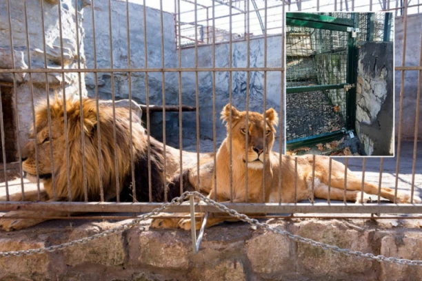 NEĆE ONI NIĐE! Bravica na kavezu sa lavovima u Zoološkom vrtu digla Borane na noge - OGLASIO SE I DIREKTOR! (FOTO)