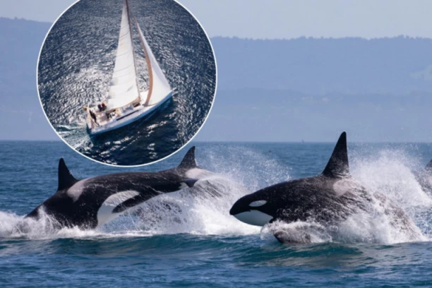 DRAMA KOD MAROKA, ORKE POTOPILE JAHTU! Posada za dlaku izbegla tragediju, 45 minuta su napadale brod!