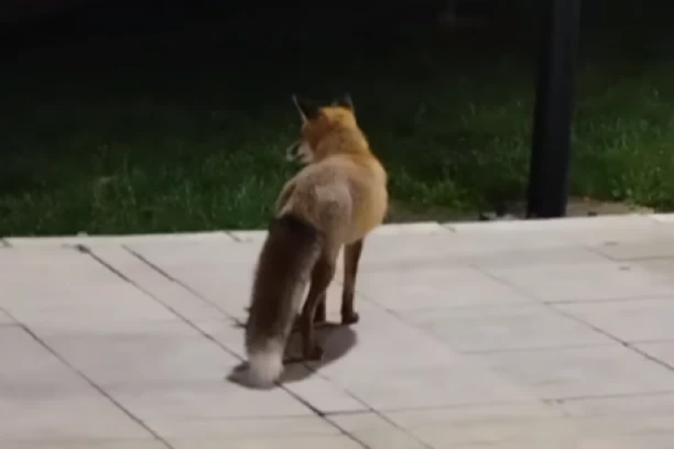 JOŠ JEDNA LISICA U BEOGRADU! Slobodno se šeta ulicom, ljudi upozoravaju na OVO! (VIDEO)
