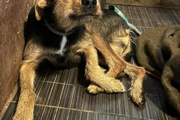 OVO JE NAJTUŽNIJI PAS U ZEMLJI" Iz toplog doma vraćen u azil, radnici muku muče šta da urade sa njim