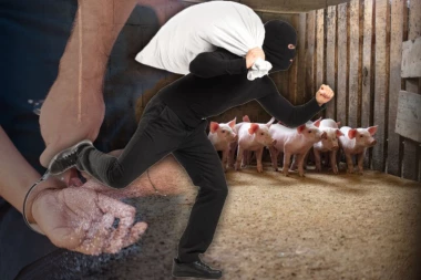 KRAO PRASIĆE PO KOMŠILUKU: Uhapšen mladić (28) iz Leskovca - evo šta je sve OPLJAČKAO!