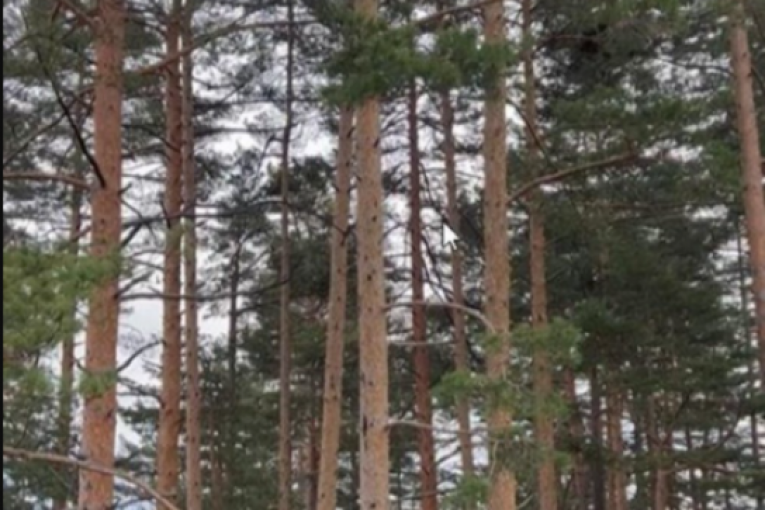 Mina Naumović Instagram 