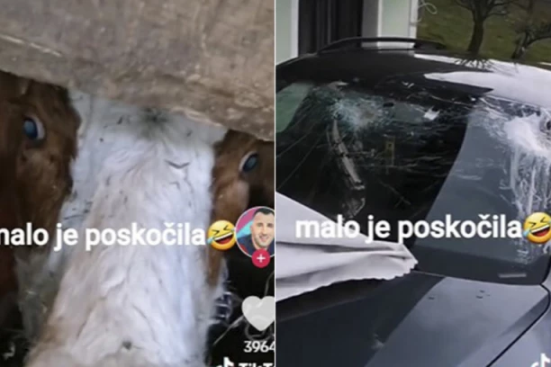 NEŠO I JEDNA KRAVA IZ SRBIJE POSTALI POTPUNI HIT NA MREŽAMA: Nakon ovog MONOLOGA biće vam lepi dan!