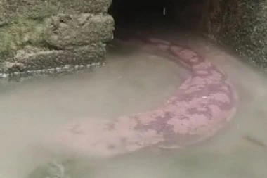 USNIMLJENO PRAVO ČUDOVIŠTE: Džinovsko stvorenje joj se PRIBLIŽILO, jedva je OSTALA NA NOGAMA (VIDEO)