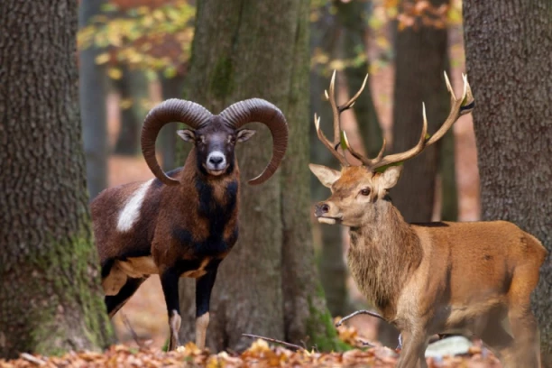 ZBOG MIGRANTA JELENI I MUFLONI NAM POBEGLI IZ ZEMLJE! Morali da izdvojimo ogromne pare da kupimo nove!