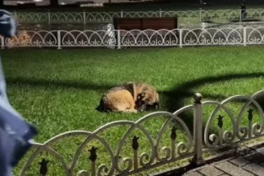 PROMRZLI PAS JE BESPOMOĆNO LEŽAO SKLUPČAN U PARKU NA KIŠI, A ONDA MU JE PRIŠLA JEDNA DEVOJKA: Njen gest je raznežio milione (VIDEO)