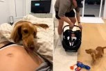 NEOČEKIVANO! Žena dovela tek rođenu bebu kući, nećete verovati šta je uradio PAS! (VIDEO)