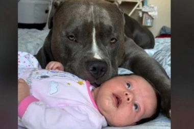 OSTAVILI SU BEBU PORED ORGOMNOG PSA: Reakcija PIT MONSTERA izazvala je buru komentara, evo šta su roditelji za to vreme radili (VIDEO)