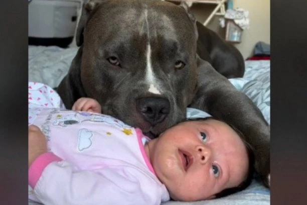 OSTAVILI SU BEBU PORED ORGOMNOG PSA: Reakcija PIT MONSTERA izazvala je buru komentara, evo šta su roditelji za to vreme radili (VIDEO)