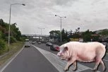 HIT SNIMAK IZ SURČINA! Putari jure svinju na auto-putu, ona se šeta između bankina! (VIDEO)