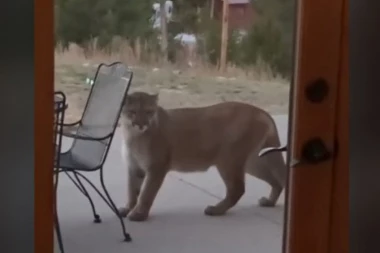 UKOČILA SE OD STRAHA KADA JE VIDELA NA VRATIMA PUMU: Ono što je životinja uradila potpuno ju je izbezumilo! (VIDEO)
