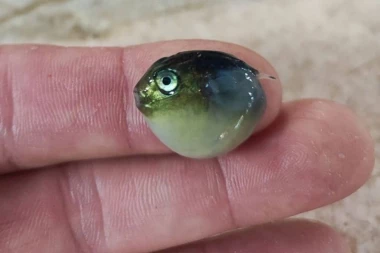 OTKRIVENA JAKO OPASNA RIBA U JADRANSKOM MORU!  Stručnjaci upozoravaju, sve je bliže OBALI!