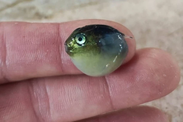 OTKRIVENA JAKO OPASNA RIBA U JADRANSKOM MORU!  Stručnjaci upozoravaju, sve je bliže OBALI!