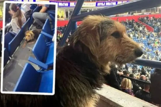 PAS, KOJI JE SINOĆ ODUŠEVIO SRBIJU GLEDAJUĆI U ARENI PARTIZAN, JE IZGUBLJEN! Vlasnica ga očajnički traži već danima, moli za pomoć! (FOTO)