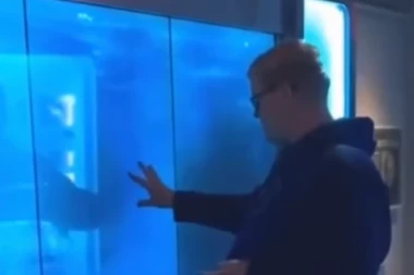 UPORNO JE PROVOCIRAO AJKULU U AKVARIJUMU: Njen odgovor bio je brutalan a njemu je pozlilo od straha! (VIDEO)