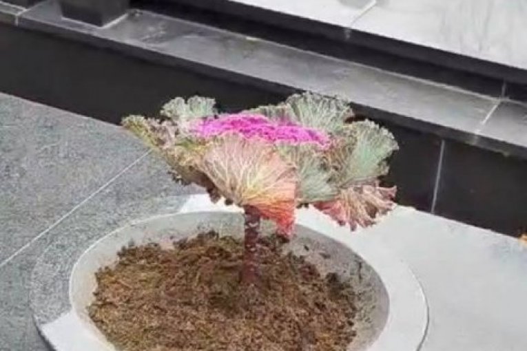 Ksenija Pajčin, grob