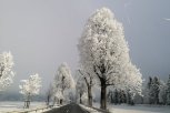 SNEG PARALISAO SLOVENIJU: Snežna oluja izazvala PREKID SAOBRAĆAJA, drveće padalo na dalekovode, domaćinstva ostala bez struje (FOTO)