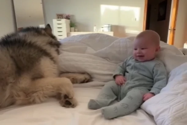 O ONOME ŠTO JE HASKI UČINIO PRIČA CEO SVET: Slučajno je povredio BEBU, onda je uradio NEŠTO da se iskupi (FOTO/VIDEO)