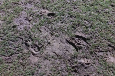 BLATO NA "ČAIRU": Evo kako izgleda teren Radničkog pred dolazak Partizana!