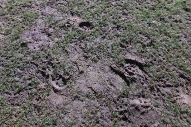 BLATO NA "ČAIRU": Evo kako izgleda teren Radničkog pred dolazak Partizana!