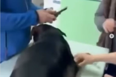 UZNEMIRUJUĆI VIDEO KRUŽI DRUŠTVENIM MREŽAMA: Devojka upala u BEOGRADSKU VETERINARSKU AMBULANTU - hteli su da USPAVAJU zdravog psa!