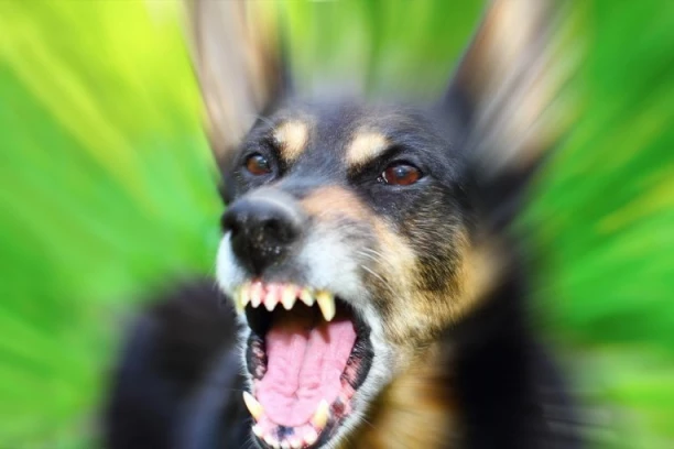 UŽAS NA BALKANU, MUŠKARAC UMRO OD BESNILA! Prvi smrtni slučaj posle 13 godina! Ugrizao ga pas lutalica