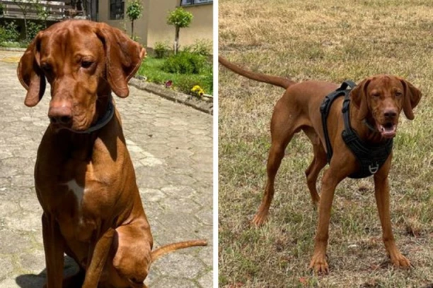 OVOG PSA TRAŽI CELA SRBIJA! Nestao posle teške nesreće kod Kruševca u kojoj je i on najverovatnije povređen! (FOTO)