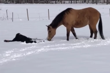LEGLA JE U SNEG I NAPRAVILA ANĐELA: Konj je sve to posmatrao i načinio NEVEROVATAN POTEZ -  mnogi se pitaju kako se ovo dogodilo?! (FOTO)