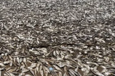 UŽAS NA OBALI: Više od 1.200 tona mrtve ribe ŠOKIRALO GRAĐANE! Sve izgleda kao APOKALIPSA, a evo na šta se sumnja da je UZROK HORORA