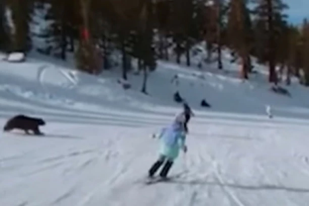 JURIO KA MAMI! Skijaš za dlaku izbegao sudar sa medvedom na stazi! NEVEROVATNA SCENA! (VIDEO)