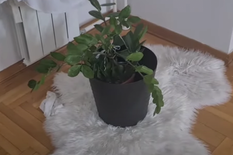 Ana Ćurčić, novi stan