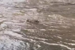 VRUĆINE SU IH ISCEDILE, A POPLAVE IH SADA DOKUSURILE: Građani “plivaju” po ulicama, a u jednoj je uhvaćen KROKODIL! (VIDEO)