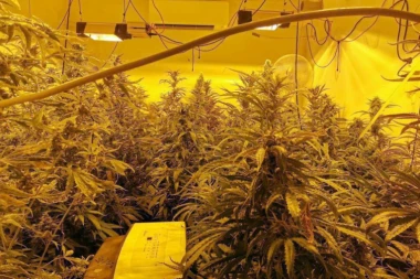 PODIGNUTA OPTUŽNICA PROTIV ČETIRI DILERA: Napravili laboratoriju u Prokuplju za uzgajanje marihuane - evo šta policija zatekla i šta sve nađeno u porodičnoj kući!