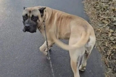 VLASNIK NUDI 500 EVRA U NOVOM SADU ZA INFORMACIJE O PSU: Rio je veliki pas koji nikada nije odlazio od kuće!