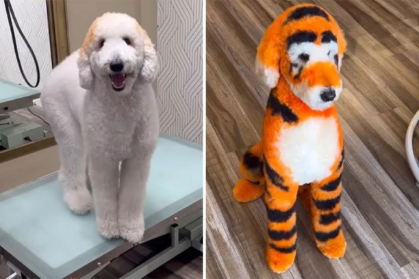 DOVEDITE PSA KOD NJEGA I IZAĆI ĆE KAO TIGAR: Frizer koji pretvara ljubimce u egzotične životinje postao je pravi HIT u svetu (VIDEO)