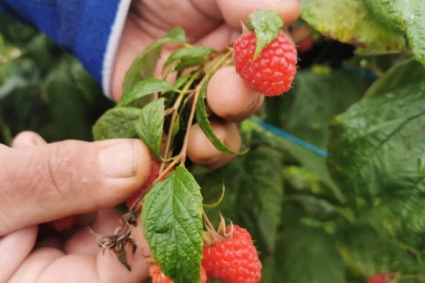 OVA "PROLEĆNA" ZIMA NE PRESTAJE DA IZNENAĐUJE: Nišlija izašao u šetnju, a ono što je zatekao pored kuće ga ostavilo BEZ TEKSTA - Evo šta su prouzrokovale temperature u plusu