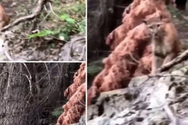 UKOPALI SE U MESTU KADA SU JE VIDELI: Planinari ostali šokirani prizorom koji je bio pred njima! (VIDEO)