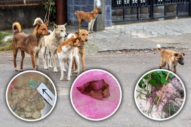 JEZIVA SAZNANJA! Ljudi koriste OPASNE MATERIJE kako bi otrovali životinje: Psi i mačke umiru u najgorim mukama! Evo o čemu se radi