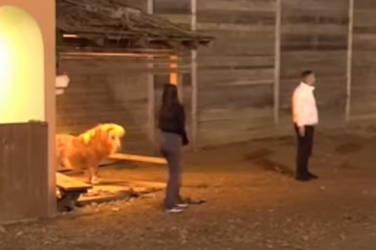 Marko Đedović napadnut u Eliti