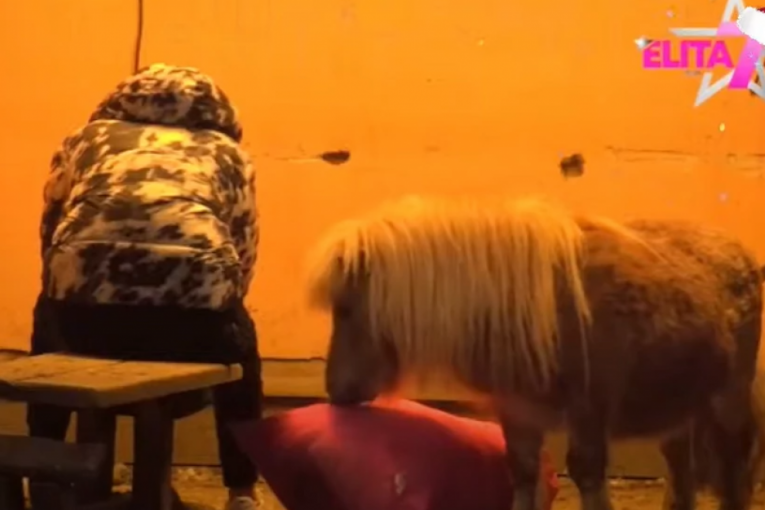 Poni napao Marka Đedovića