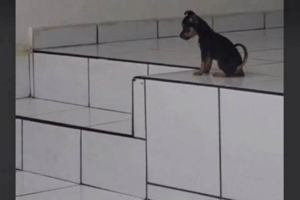 OVO JE NAJSLAĐI PAS KOJEG STE IKAD VIDELI: Maršira u ritmu muzike i ima milione obožavalaca na mrežama! (VIDEO)