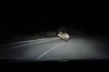 ZA DLAKU IZBEGNUT SUDAR! Vozaču kod Sokoline medved istrčao pred auto! SCENA ZA INFARKT! (VIDEO)