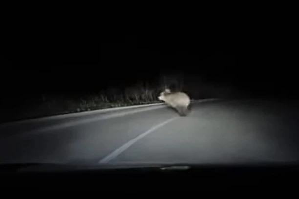 ZA DLAKU IZBEGNUT SUDAR! Vozaču kod Sokoline medved istrčao pred auto! SCENA ZA INFARKT! (VIDEO)