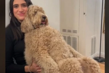 LJUDI U NEVERICI DA LI JE OVO ZAISTA PAS: Ovakvog ljubimca nikad niste videli, o njegovoj razmaženosti bruji internet! (VIDEO)