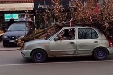 "DOBRO JE DA CELU ŠUMU NIJE PONEO"! Šok scena u Zemunu: Badnjak od 2 metra natovario na auto, NE VIDI NI GDE VOZI! (VIDEO)