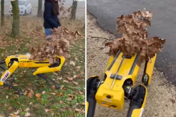 LJUBIŠA IZ ŠVAJCARSKE PROŠLE GODINE IŠAO FERARIJEM PO BADNJAK, A OVE OPET OSTAVIO SVE BEZ TEKSTA! "Žuća" uprtio granu na leđa, pa uneo u kuću - SVI U ŠOKU GLEDALI! (VIDEO)