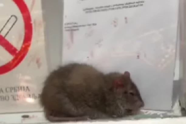 ŠOKANTNA SCENA U PRODAVNICI U CENTRU BEOGRADA! Ugojeni pacov se baškari u izlogu - prolaznici ne mogu da veruju šta vide! (VIDEO)