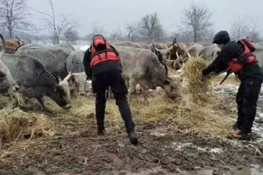 ZAROBLJENIM KONJIMA NA KRČEDINSKOJ ADI DOSTAVLJENA HRANA! Za hrabre vatrogasce nema NIKAKVIH prepreka! (FOTO)